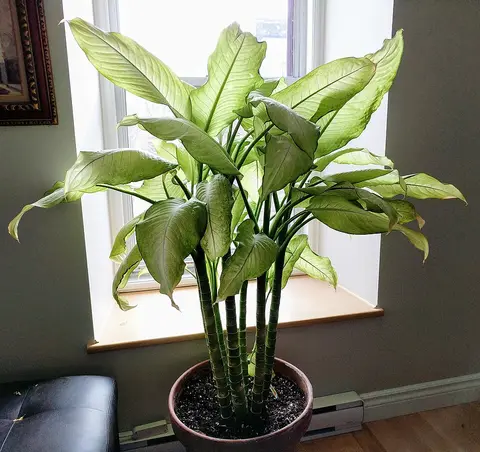 Plante d'intérieur ficus 1,2 m