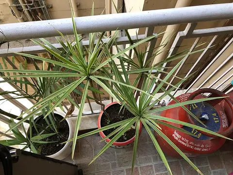 Plante d'intérieur ficus 1,2 m