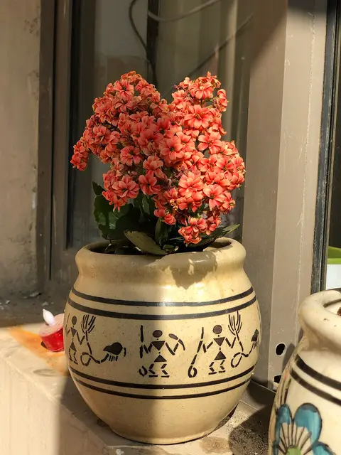Plante d'intérieur ficus 1,2 m