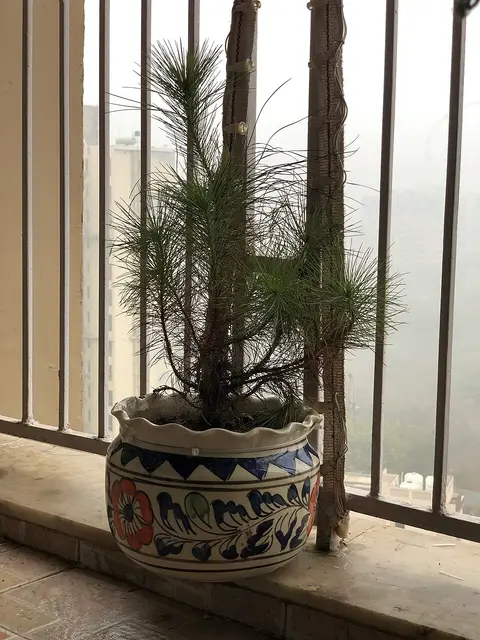 Plante d'intérieur ficus 1,2 m