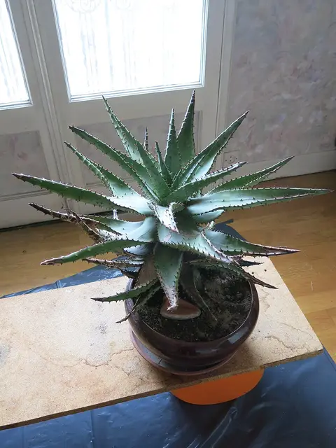 Plante d'intérieur ficus 1,2 m