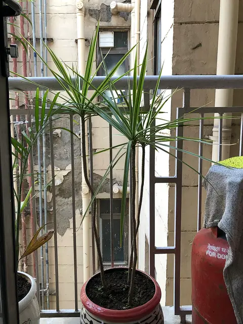 Plante d'intérieur monstera