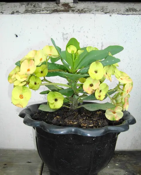 Plante d'intérieur cactus (lot de 3)