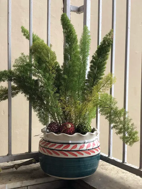Plante d'intérieur cactus (lot de 3)